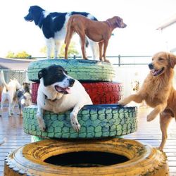 Woof In Boots - Woof In Boots DAY!