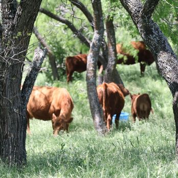 Russell Farm - Cows - Venues & Event Spaces Near Me - Burleson, Texas Russell Farm - Cows - Venues & Event Spaces Near Me - Burleson, Texas