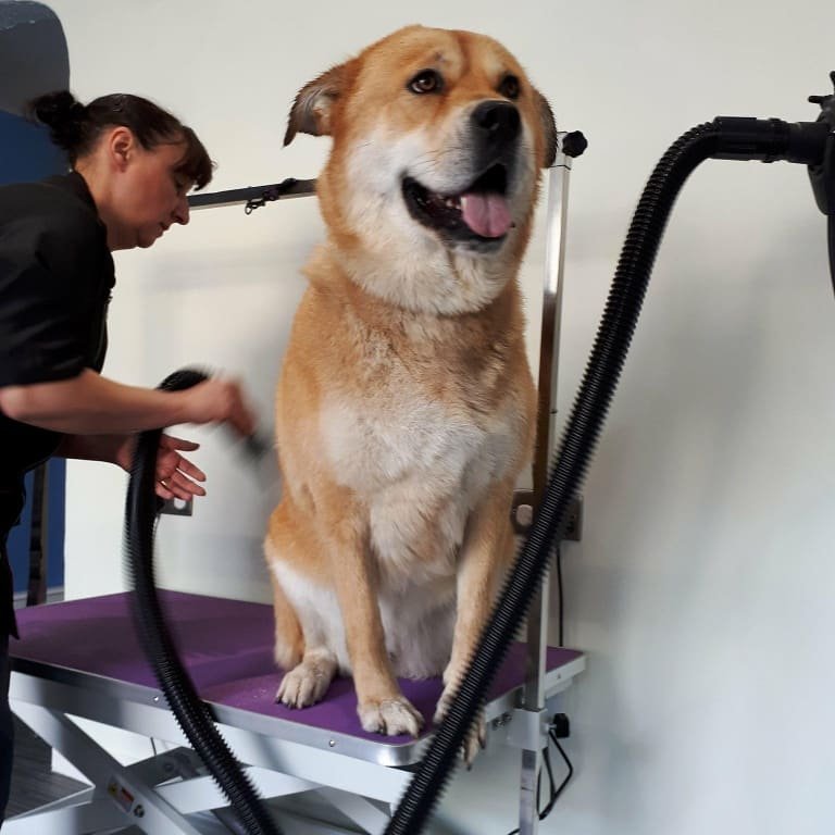 TOP WAGS DOG GROOMING SALON 19 Photos 259 Bolton Road N, Bury