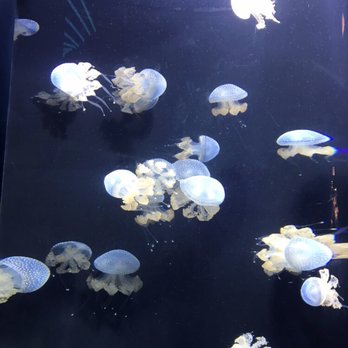 Shedd Aquarium - Aquariums Near Me - Chicago, Illinois
