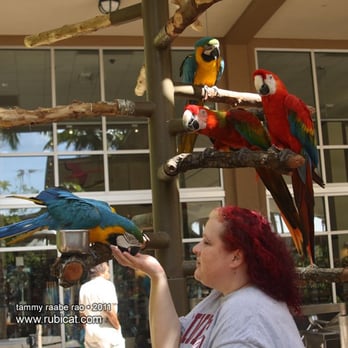Jungle Island - Parrot feeding station, February 2011. - Amusement Parks Near Me - Miami, Florida Jungle Island - Parrot feeding station, February 2011. - Amusement Parks Near Me - Miami, Florida
