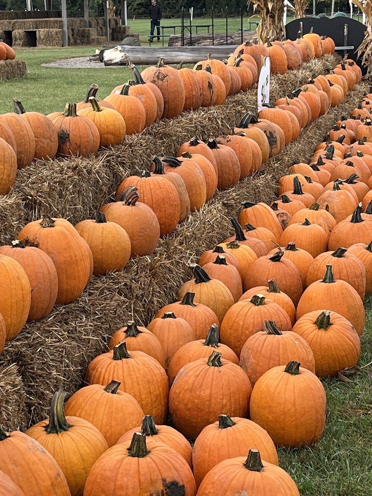 TRABBIC PUMPKIN FARM 14 Reviews 1560 Sterns Rd, Erie, MI Yelp