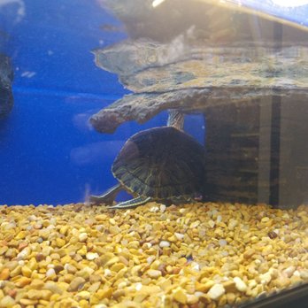 PetSmart - Turtles - Pet Training Near Me - Silver Spring, Maryland