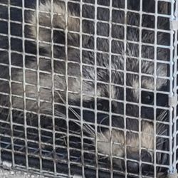Hudson Valley Wildlife Solutions - Mom and pups moved out of our attic crawl space