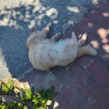 Pickity Place - Resident cat who will snub you, roll around on the ground on the cutest way, then snub you again - American Near Me - Mason, New Hampshire
