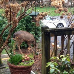 The Massage Place - More deer