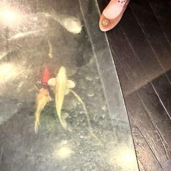 Crustacean Beverly Hills - under our Table , i think the fishes wants my foot  ;) - Vietnamese Near Me - Beverly Hills, California