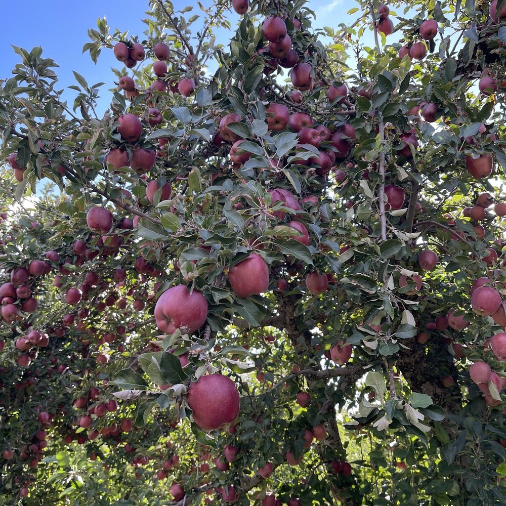 Gulick's Orchard - an apple tree full of apples - Local Flavor Near Me - Bangor, Pennsylvania Gulick's Orchard - an apple tree full of apples - Local Flavor Near Me - Bangor, Pennsylvania