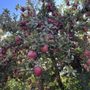 Photo of Gulick's Orchard
