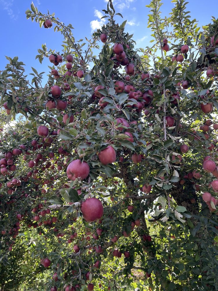 Gulick's Orchard Logo