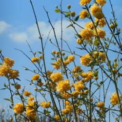 Gartenfreunde Am Horner Weg