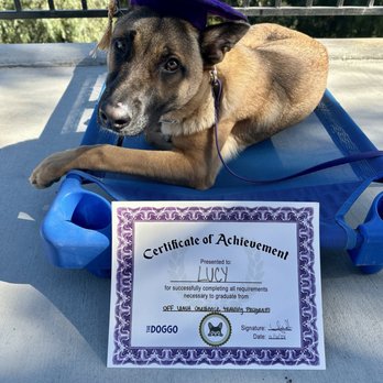 The Doggo - Pet Training Near Me