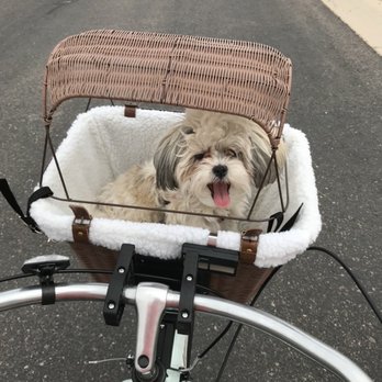 Puppies N Love - Loves bike rides - Pet Stores Near Me - Gilbert, Arizona Puppies N Love - Loves bike rides - Pet Stores Near Me - Gilbert, Arizona