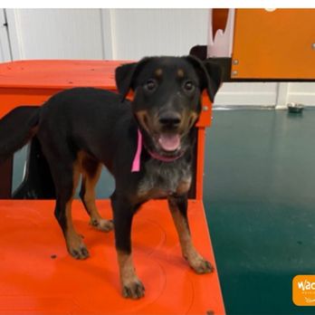 Wag Hotels - O’Hare - Pet Groomers Near Me - Schiller Park, Illinois