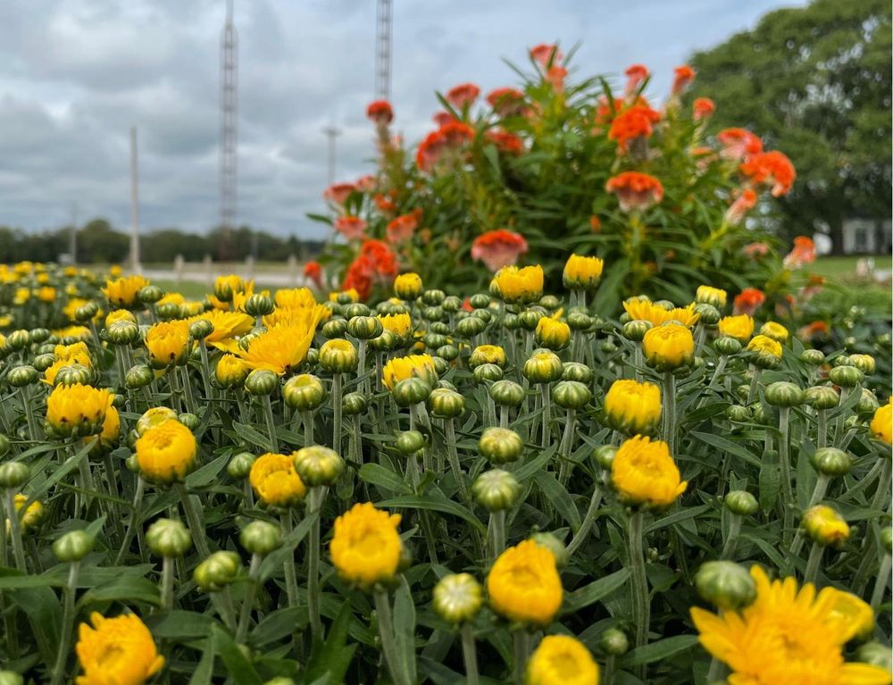 GROW BLOOMS & GARDENS Updated June 2024 6558 Nashville Rd, Bowling