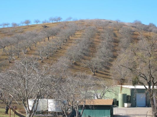 Adelaida Vineyards and Winery by null