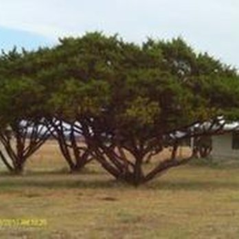 H & H Tree Services - untitled - Tree Services Near Me H & H Tree Services - untitled - Tree Services Near Me