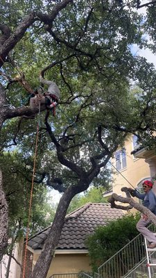 TREE TRIMMING SERVICES - Feel free to reach out and request an estimate today! TREE TRIMMING SERVICES - Feel free to reach out and request an estimate today!