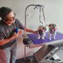 Joann's Pet City Grooming