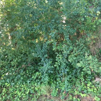 MJ's Lawn Service - These were untouched - Pet Waste Removal Near Me - Chesapeake, Virginia