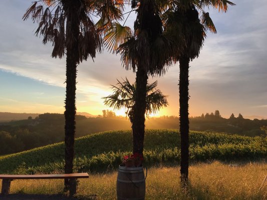 Iron Horse Vineyards by null