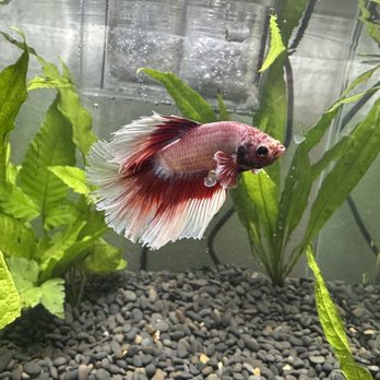 Blue Reef Aquatics - Aquarium Services Near Me - North Las Vegas, Nevada