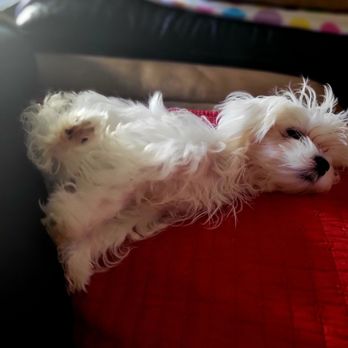 Hollywood Feed - Hollywood Feed has made our life easier with our new puppy Maltese. - Pet Stores Near Me - McKinney, Texas