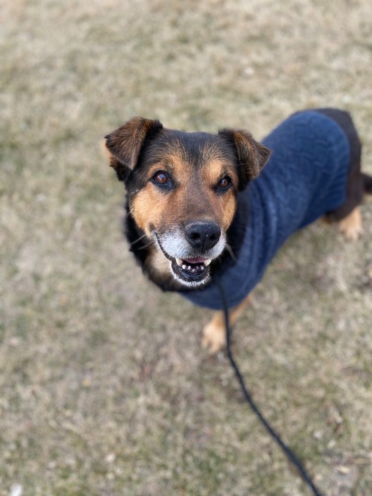 SOUL DOG RESCUE Updated April 2024 20 Photos & 16 Reviews 1245