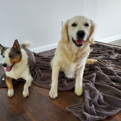 Bark Busters Home Dog Training - Eastside
