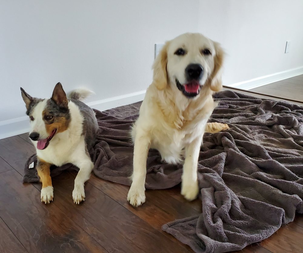 BARK BUSTERS HOME DOG TRAINING EASTSIDE 41 Photos & 44 Reviews