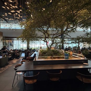 American Express Centurion Lounge - The original bonsai tree from The Karate Kid movie - really! - Airport Lounges Near Me - Atlanta, Georgia