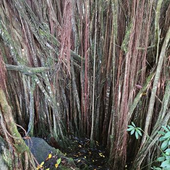 Akaka Falls State Park - Parks Near Me - Honomu, Hawaii