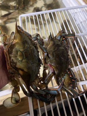 Carnival Crabs by null