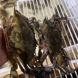 Carnival Crabs