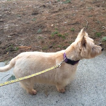 Flawless Paws Pet Grooming - Pet Groomers Near Me - Middletown, New York