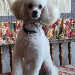 Fancy Paws Pet Salon - Our year old poodle named Doodle