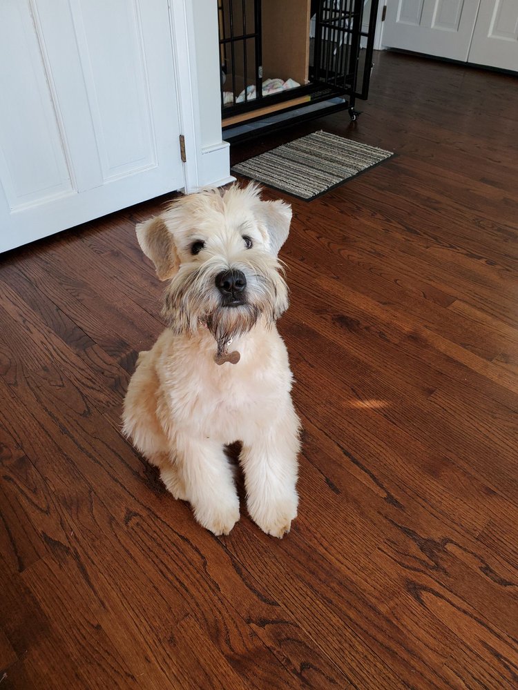 DIGGER DOGS PET GROOMING Updated August 2024 21 Reviews 317 Mill St, Bristol, Pennsylvania