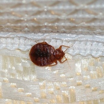 Bug Blasters Pest Control - Pest Control Near Me - Abilene, Texas