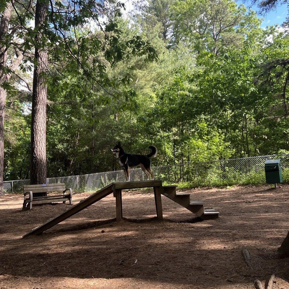 Westfield Dog Bark - Activities for pups - Dog Parks Near Me - Westfield, Massachusetts Westfield Dog Bark - Activities for pups - Dog Parks Near Me - Westfield, Massachusetts