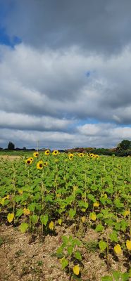 The Berry Farms by null