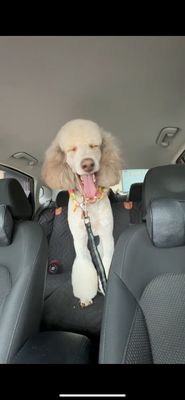 Diamond Dog Pet Salon & Spa