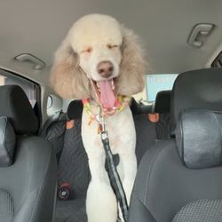 Diamond Dog Pet Salon & Spa - Poodle