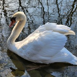 Tara - A Country Inn - Swan