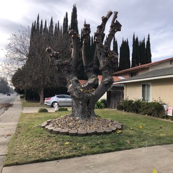 California Tree Experts - Tree cutting - Tree Services Near Me