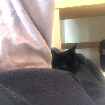 KitTea - Pet Adoption Near Me - San Francisco, California