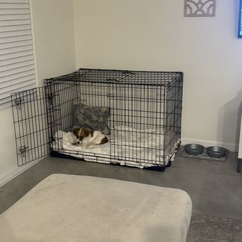 Polk County Bully Project - PCBP let us use one of their dog kennel before we thought about adopting him - Pet Adoption Near Me - Lakeland, Florida Polk County Bully Project - PCBP let us use one of their dog kennel before we thought about adopting him - Pet Adoption Near Me - Lakeland, Florida