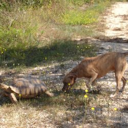Our mascot, Honey, with her wild life buddy