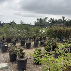 Pinedo Nursery