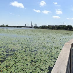 Mystic River Reservation - Lilly pad world