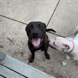 Moose and his sister Lizzie Moose and his sister Lizzie